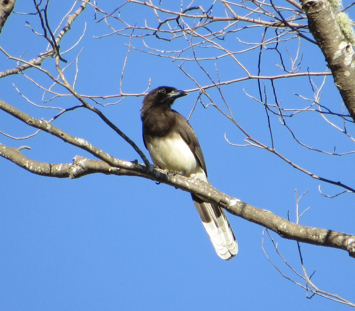 Brown Jay - Sally Bergquist