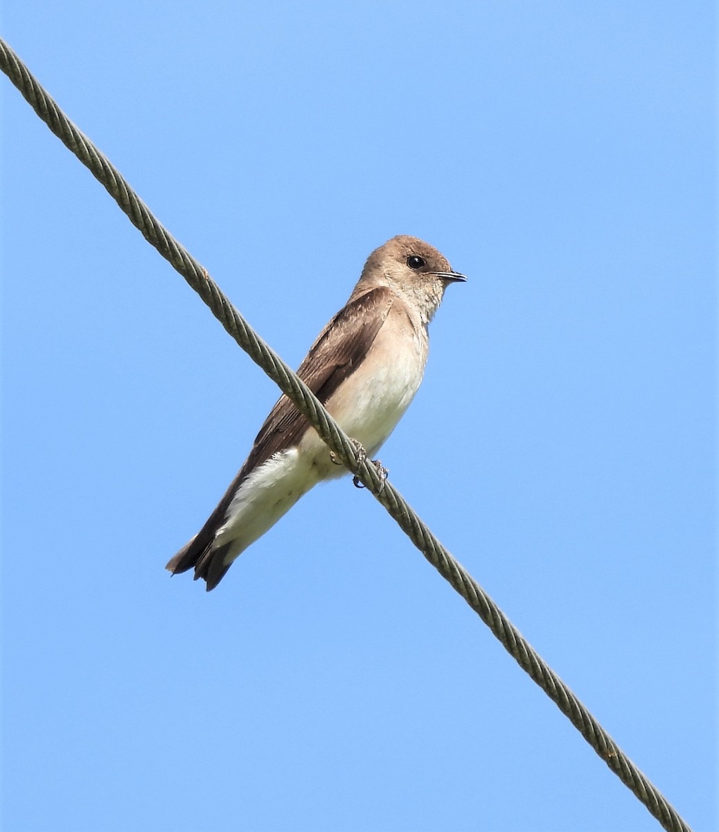 Hirondelle à ailes hérissées - ML435820301