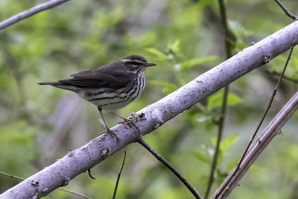 Louisiana Waterthrush - ML435821731