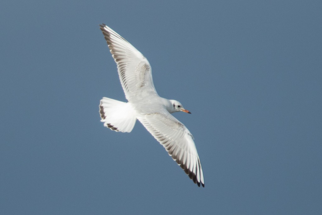 Black-headed Gull - Ilya Povalyaev