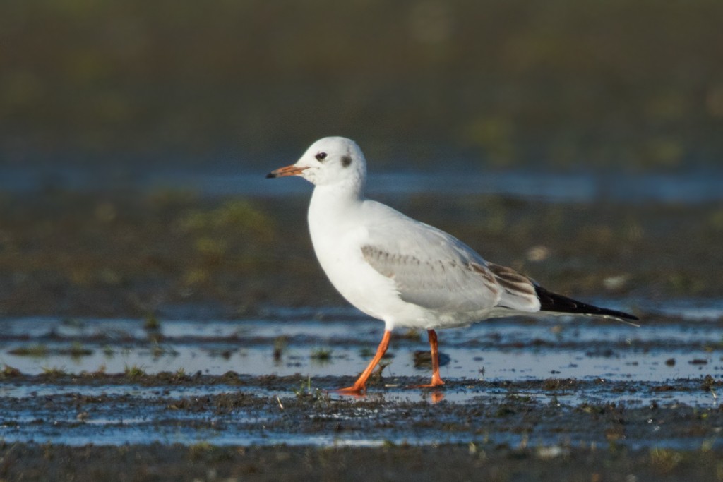 Black-headed Gull - Ilya Povalyaev