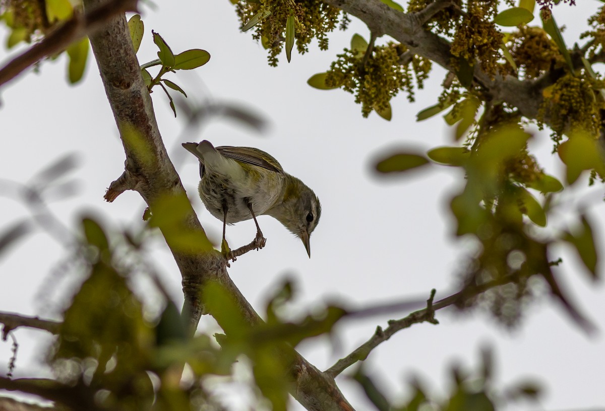 Tennessee Warbler - ML435824311