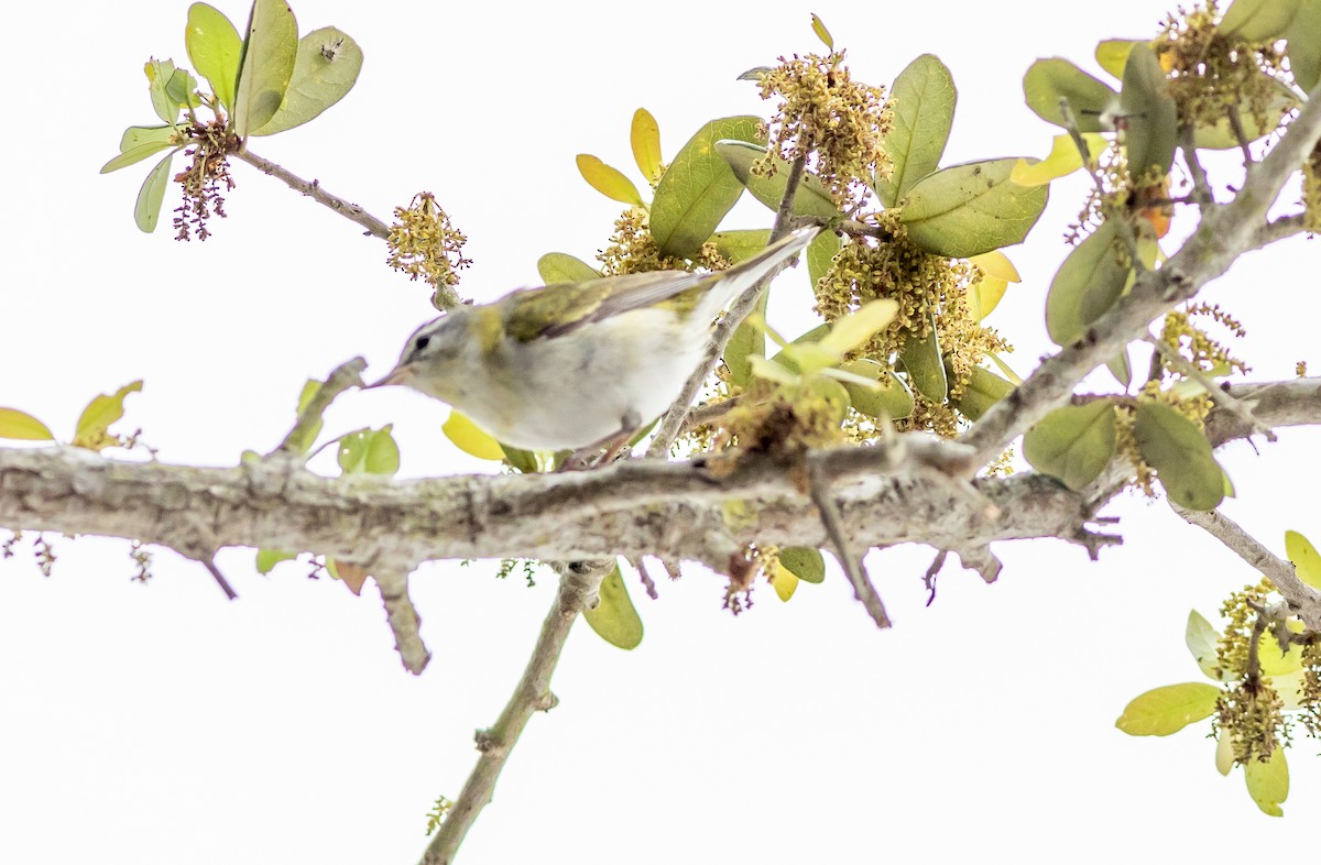 Tennessee Warbler - ML435824321