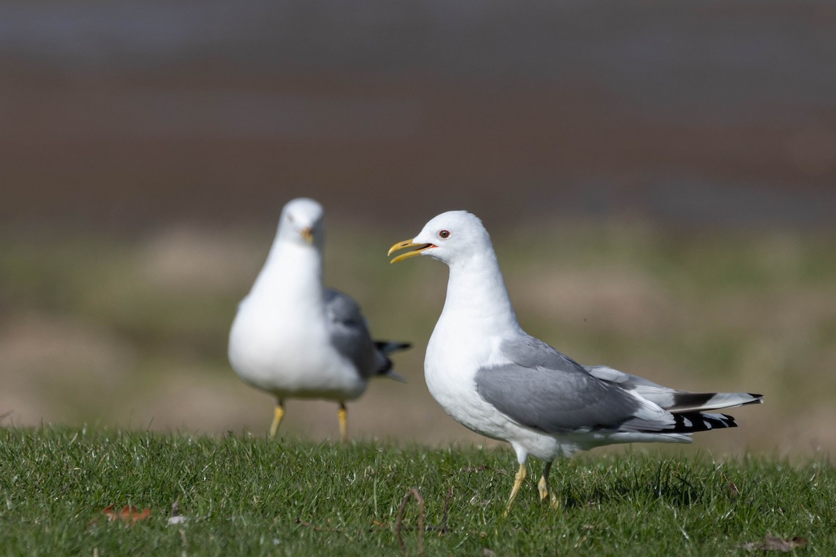 Short-billed Gull - ML435824831