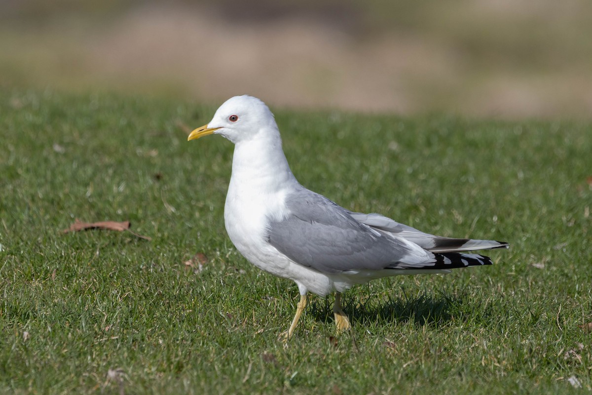 Short-billed Gull - ML435824841