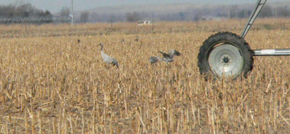 Common Crane - ML435825431