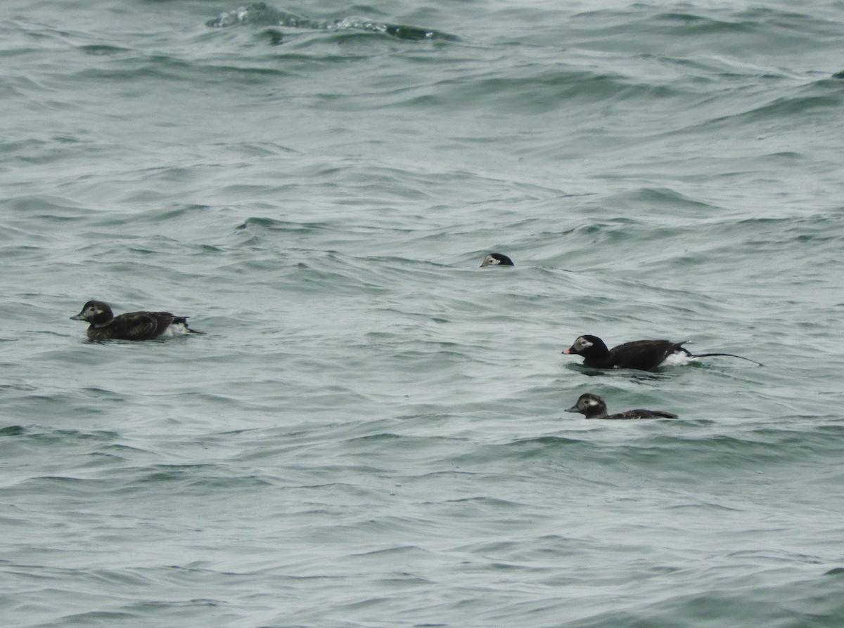 Long-tailed Duck - ML435825621