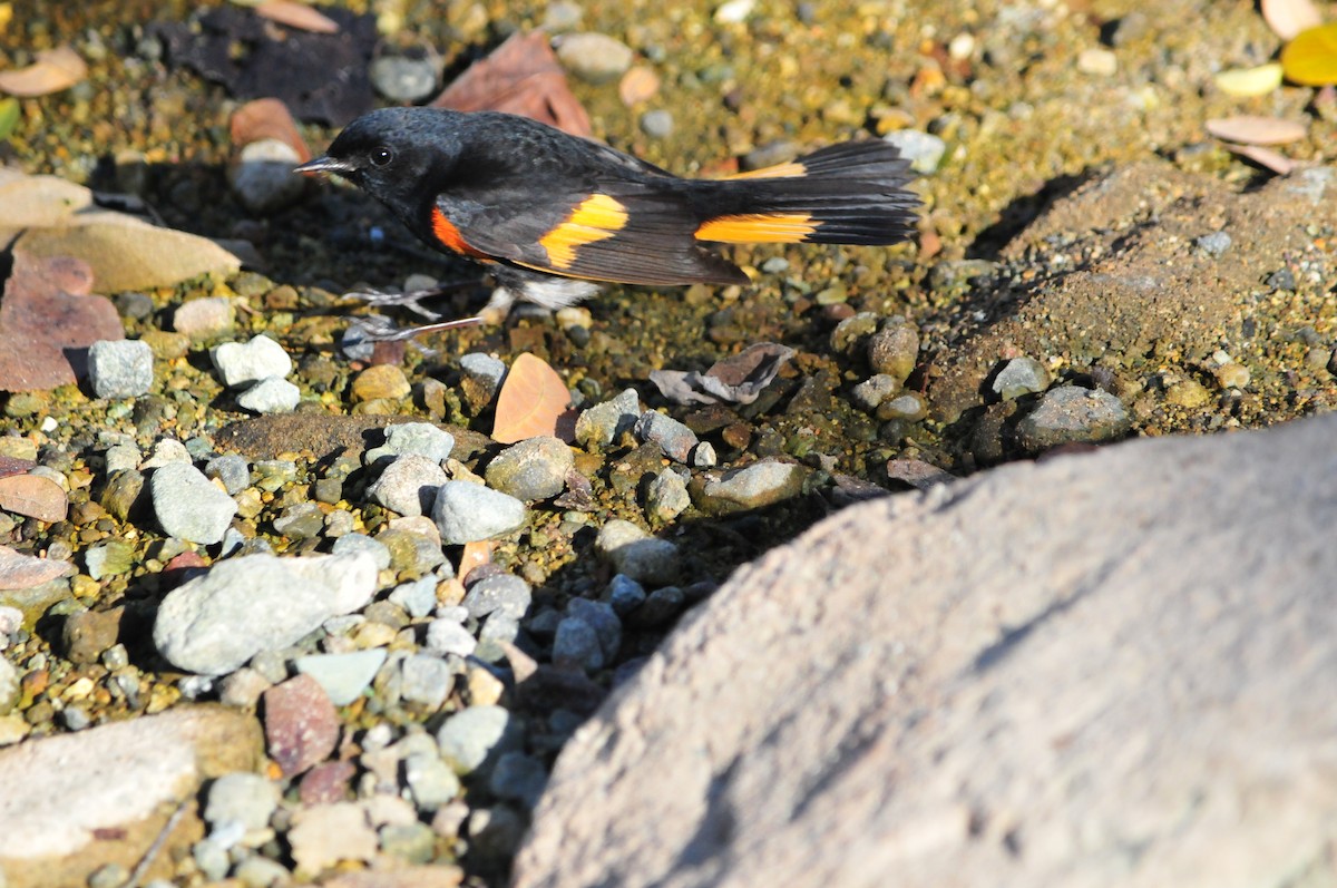 American Redstart - ML435826301