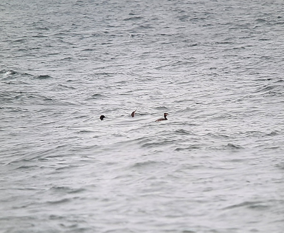 Red-breasted Merganser - Christian Rixen