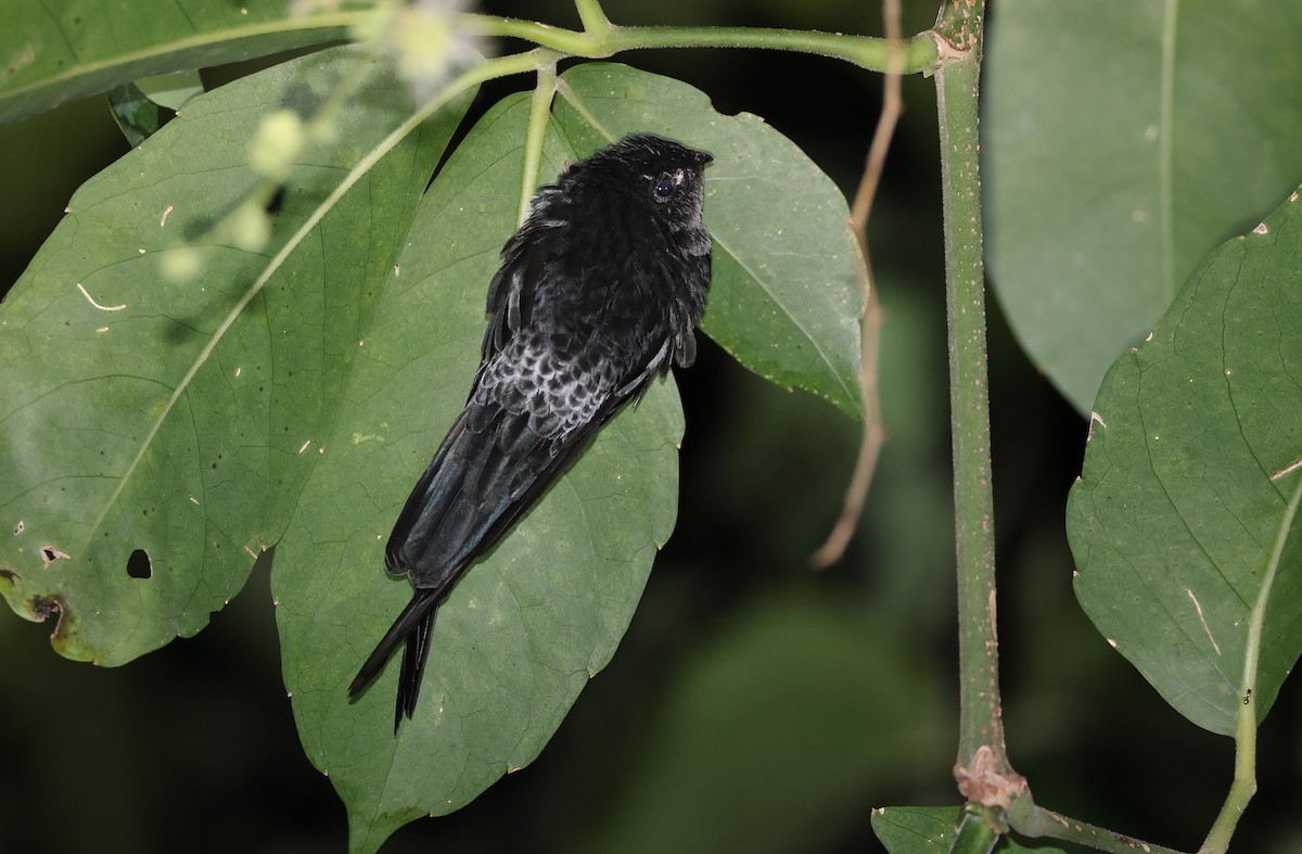 Gray-rumped Swiftlet - Robert Hutchinson