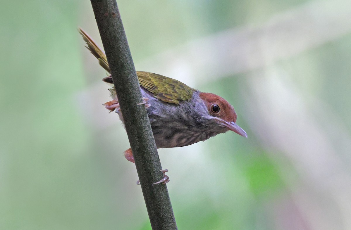 Green-backed Tailorbird - ML435826701