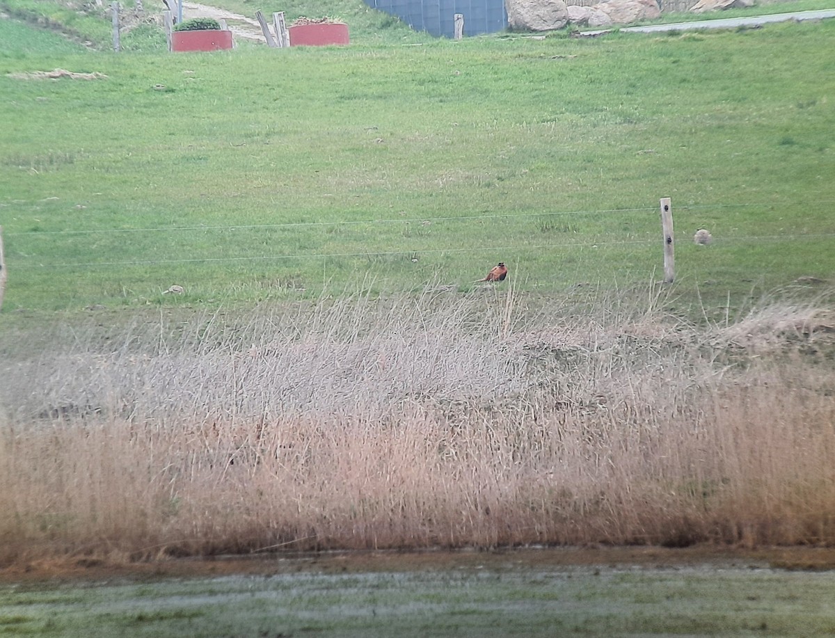 Ring-necked Pheasant - ML435826711