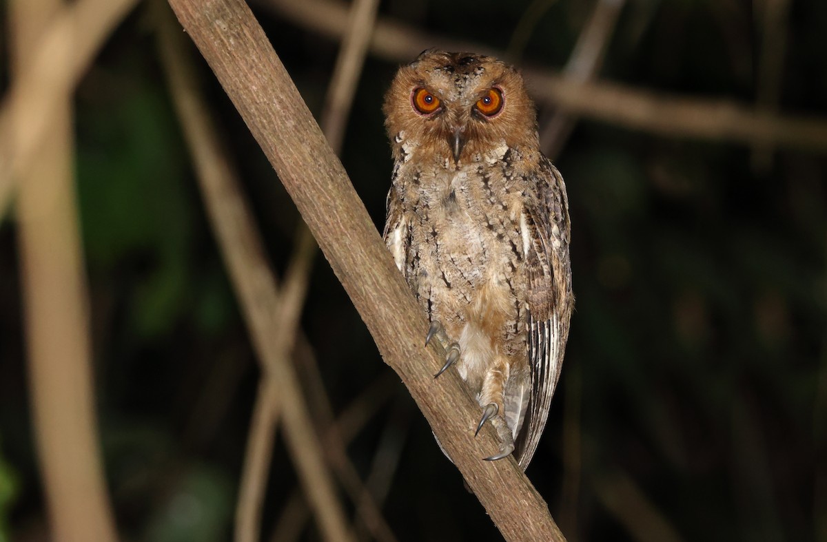 Philippine Scops-Owl - ML435826801