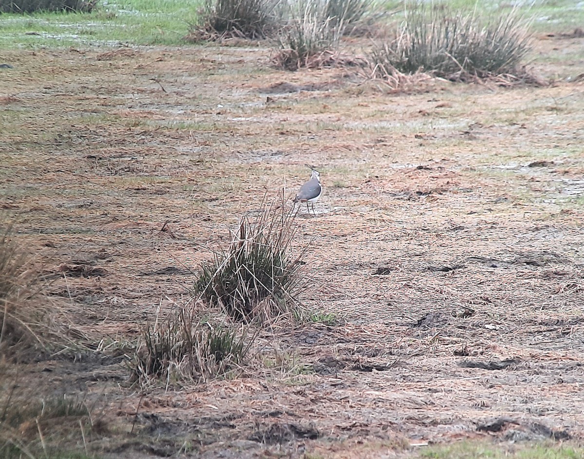 Northern Lapwing - ML435826861