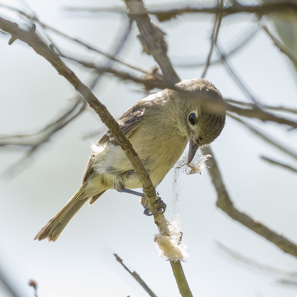 Hutton's Vireo - ML435827461
