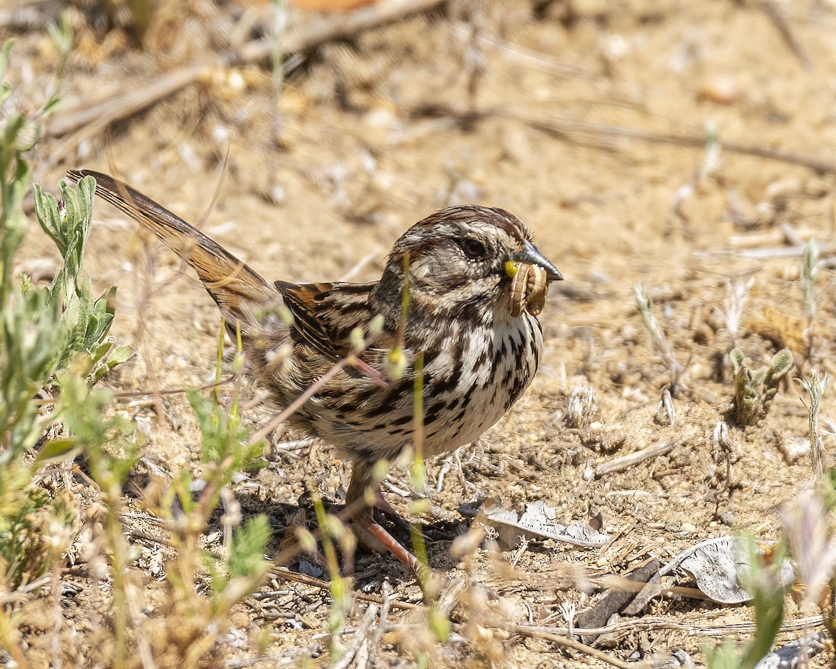 Song Sparrow - ML435827891