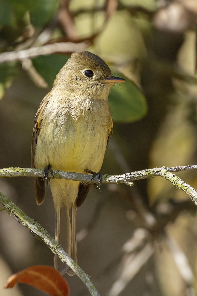Western Flycatcher (Pacific-slope) - ML435828251