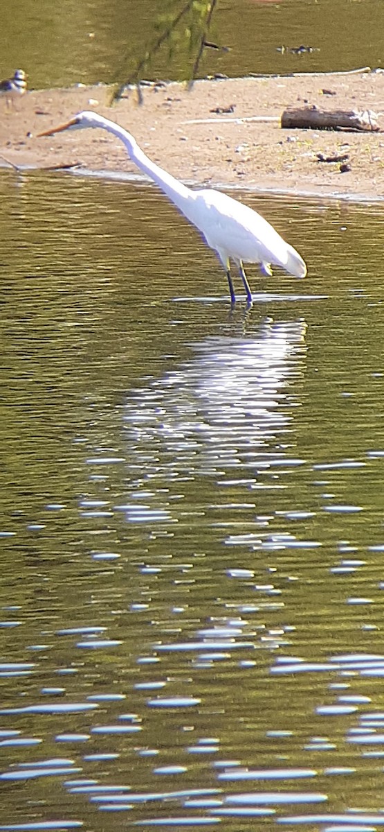 Great Egret - ML435829811