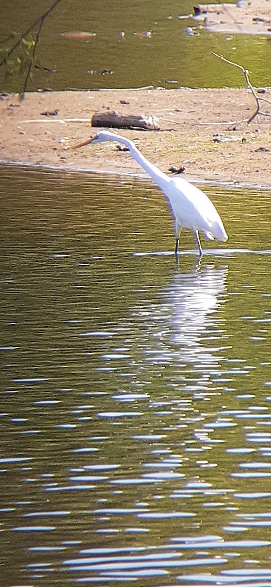 Great Egret - ML435829821