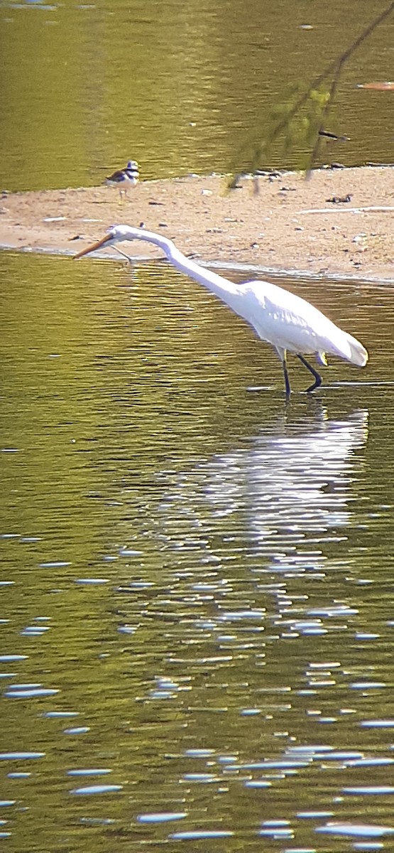 Great Egret - ML435829871