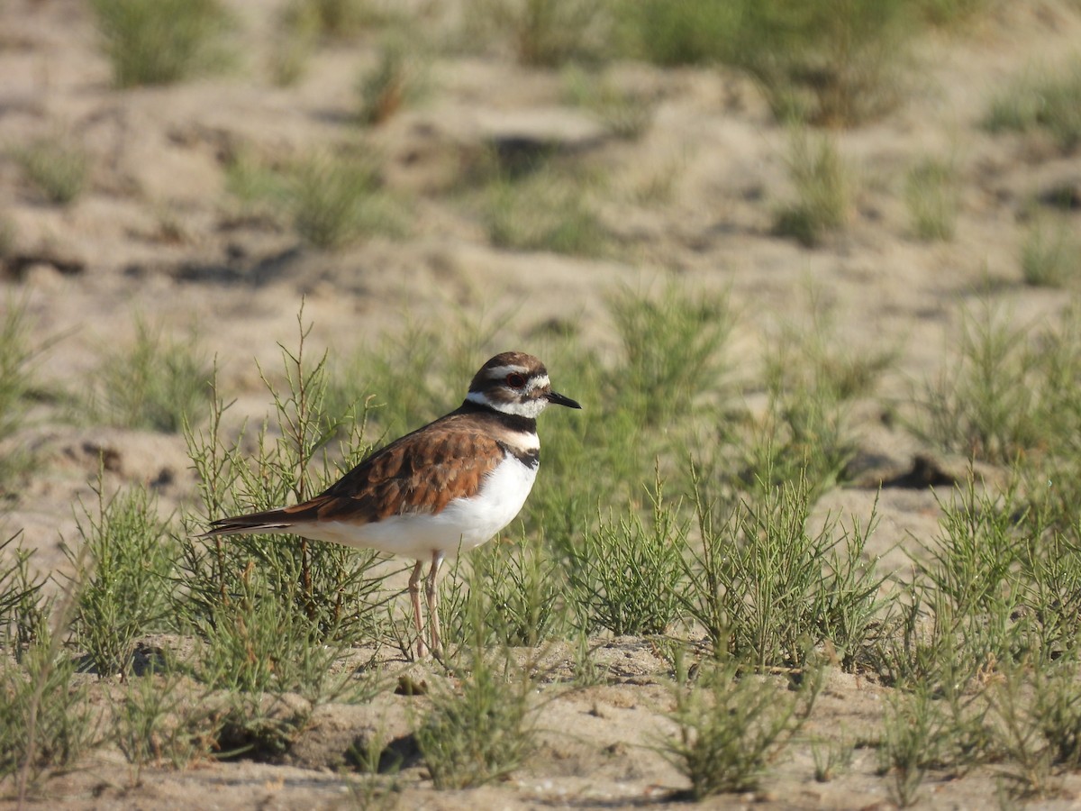 Killdeer - ML435829971