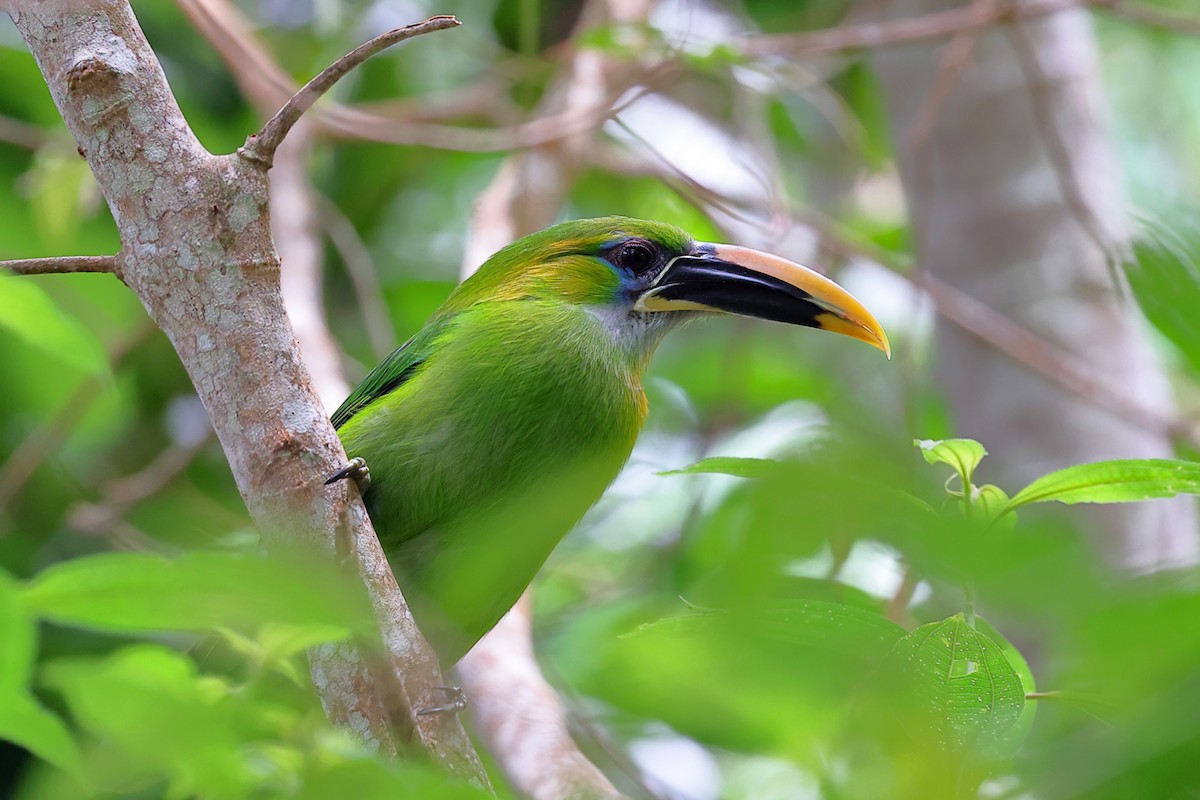 Groove-billed Toucanet - William Supulski