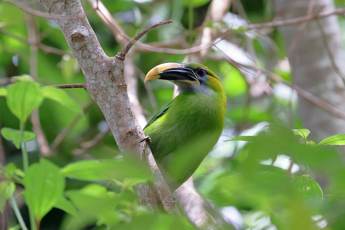 Groove-billed Toucanet - ML435830421
