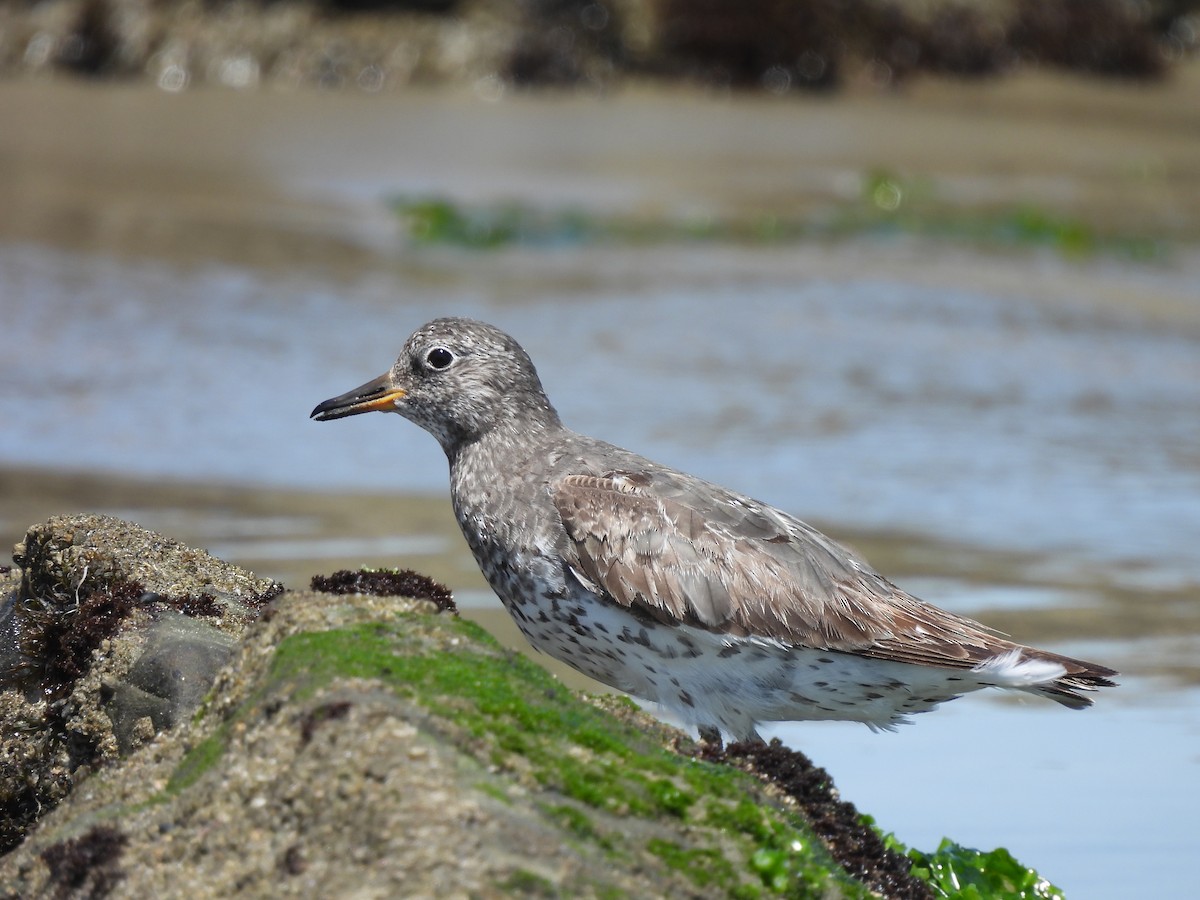 Surfbird - ML435830511