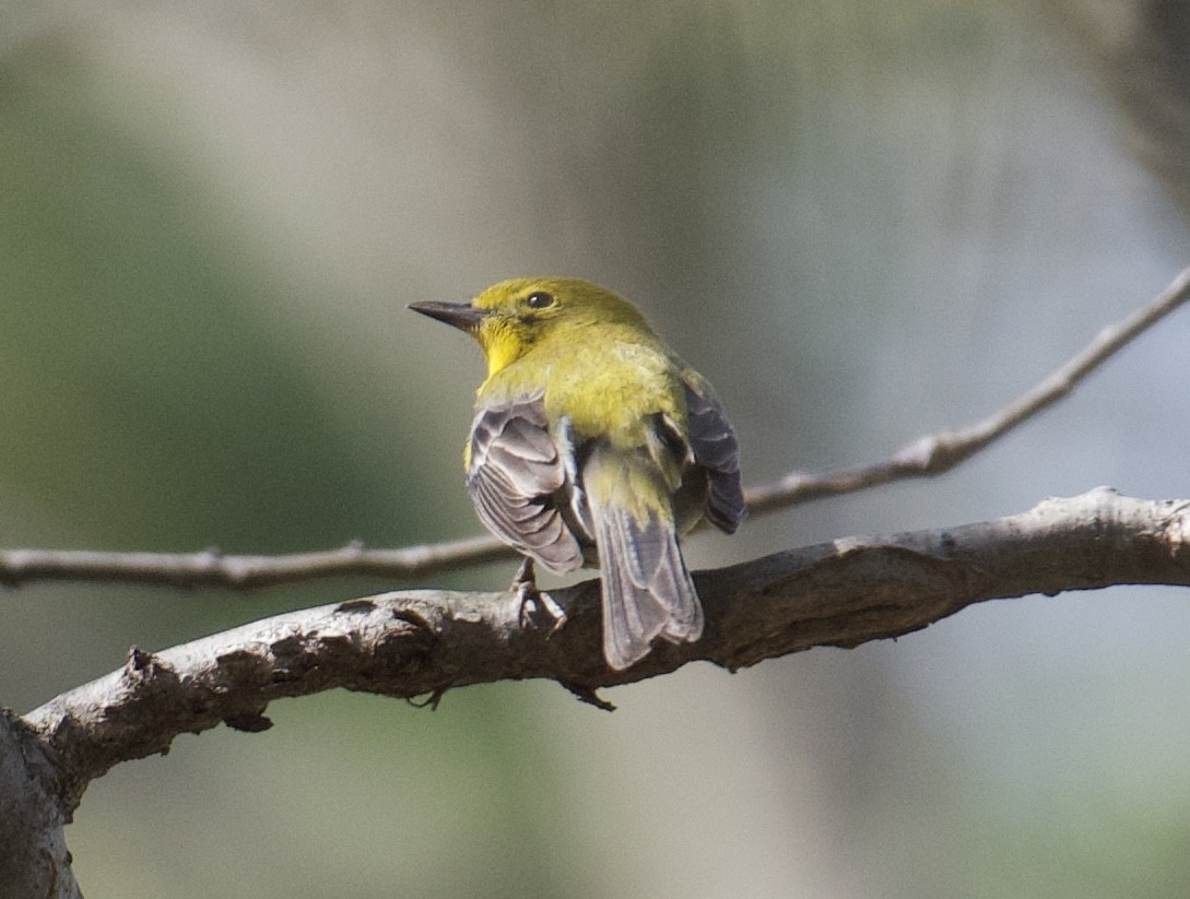 Pine Warbler - ML435832001