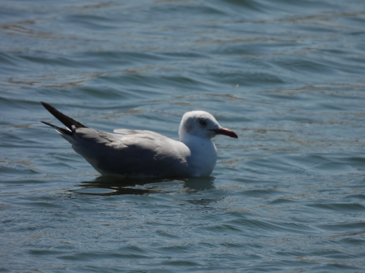 Gaviota Cabecigrís - ML435832811