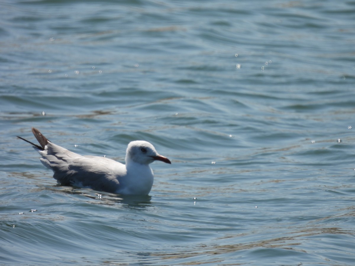 Gray-hooded Gull - ML435832831