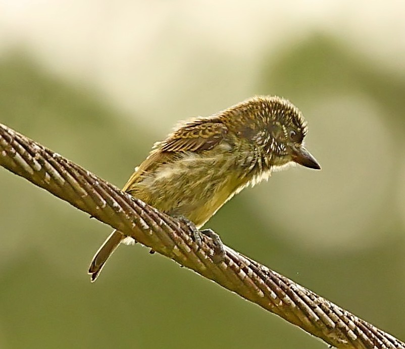 Speckled Tinkerbird - ML435834301
