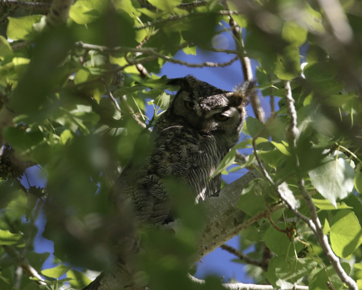 Great Horned Owl - ML435834381