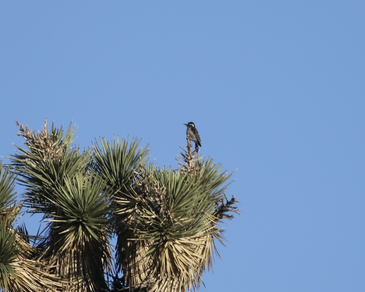 Ladder-backed Woodpecker - ML435834531