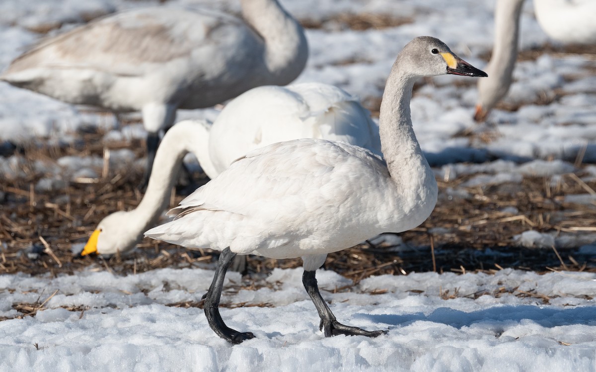 Tundra Swan - ML435836211