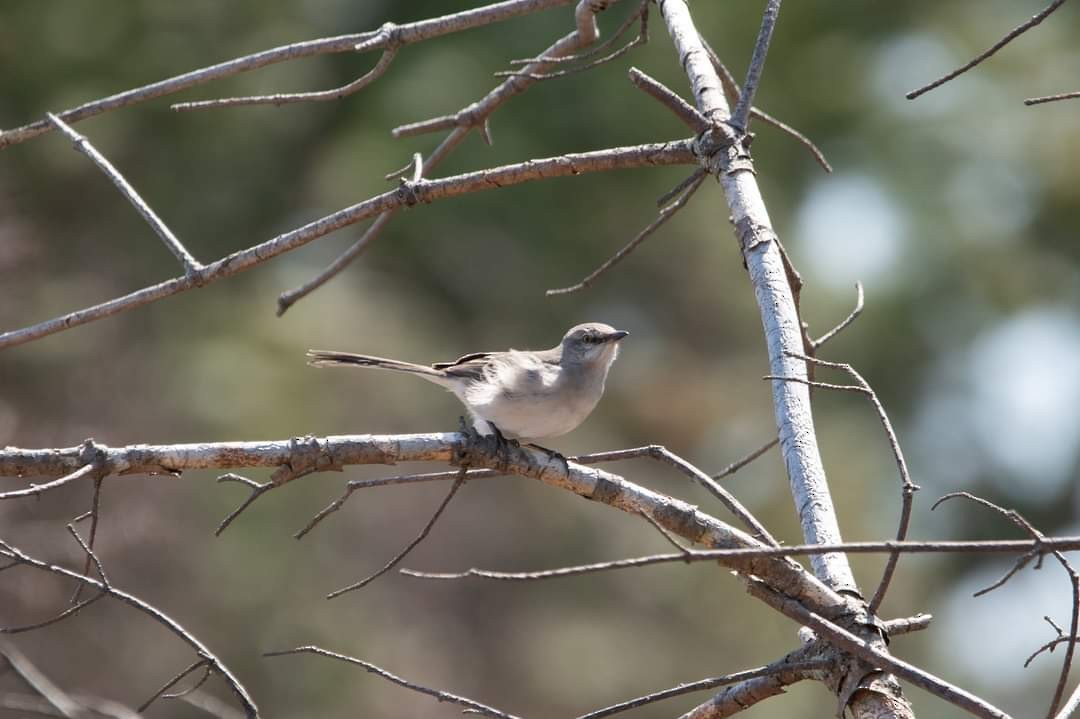 Northern Mockingbird - ML435836401