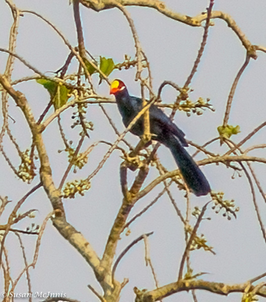 Violet Turaco - ML435839191