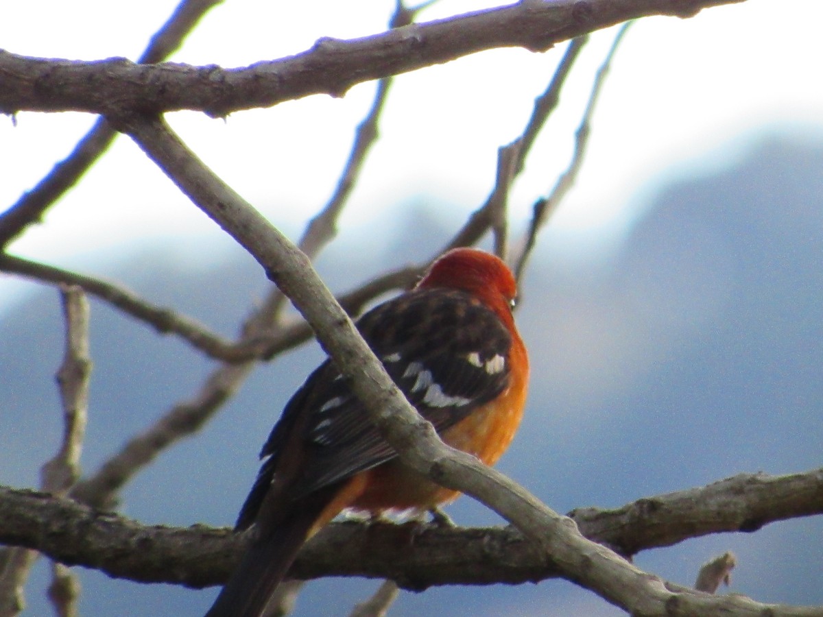Flame-colored Tanager - ML435840651
