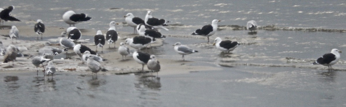 Great Black-backed Gull - ML43584081