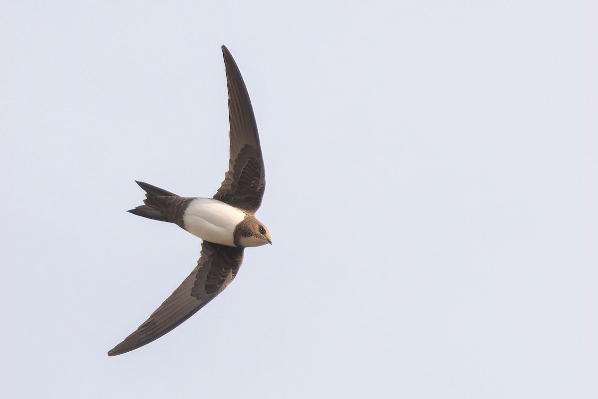 Alpine Swift - ML435841401