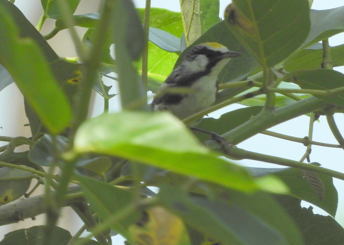 Chestnut-sided Warbler - ML435841531