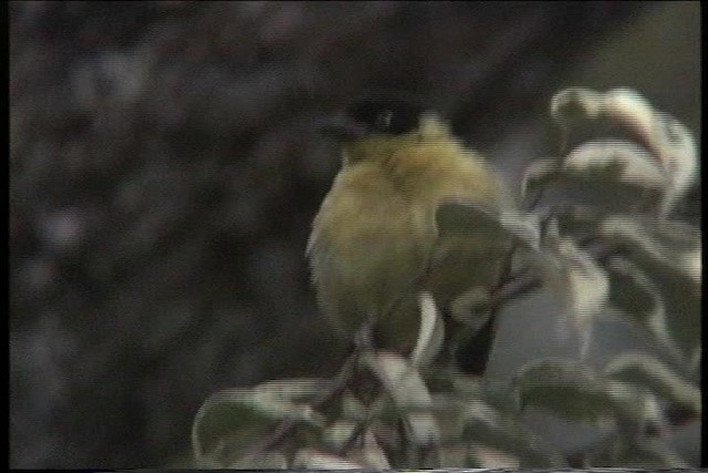 Baglafecht Weaver - ML435842