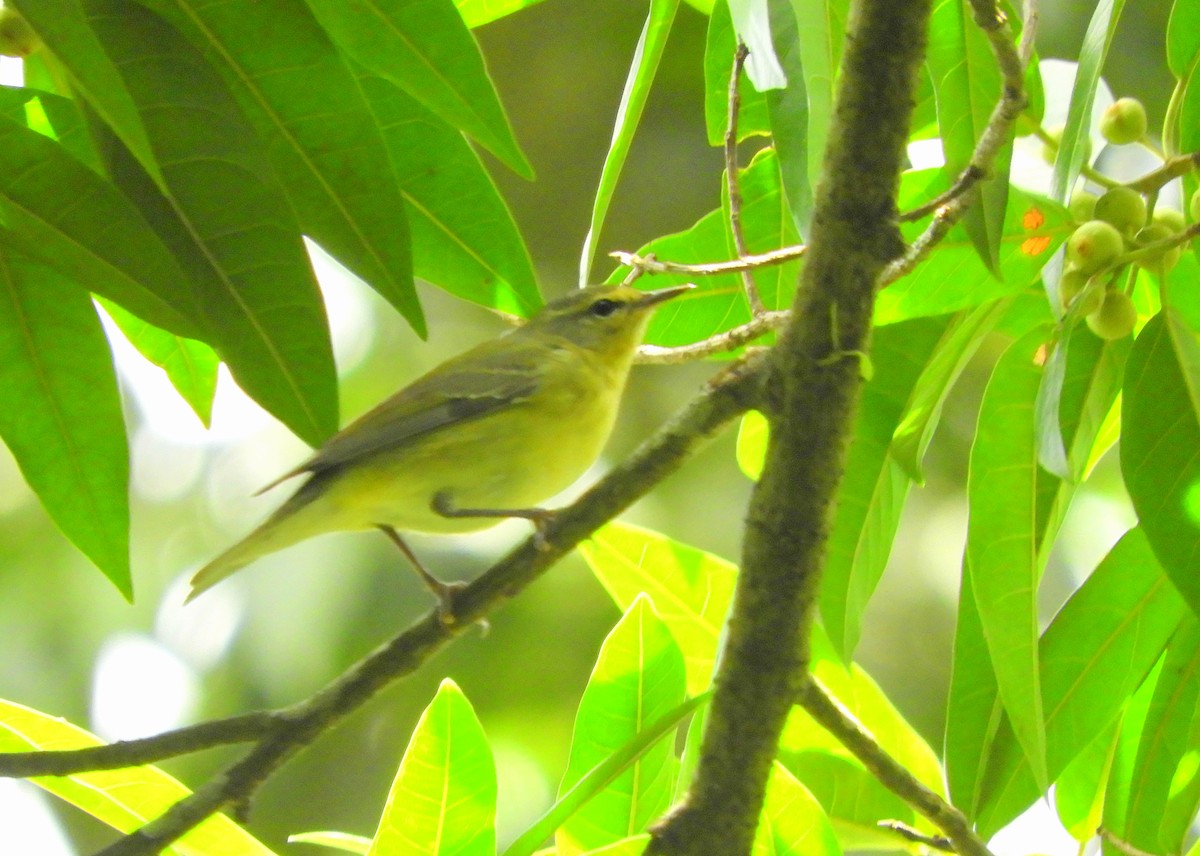 Tennessee Warbler - ML435842471