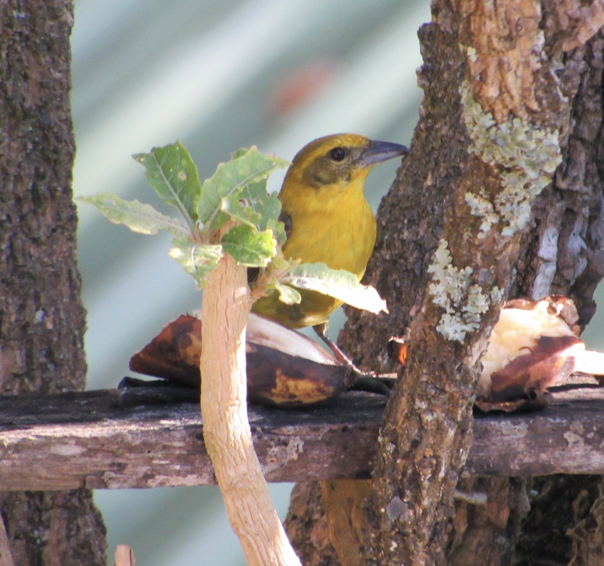 Flame-colored Tanager - ML435842921