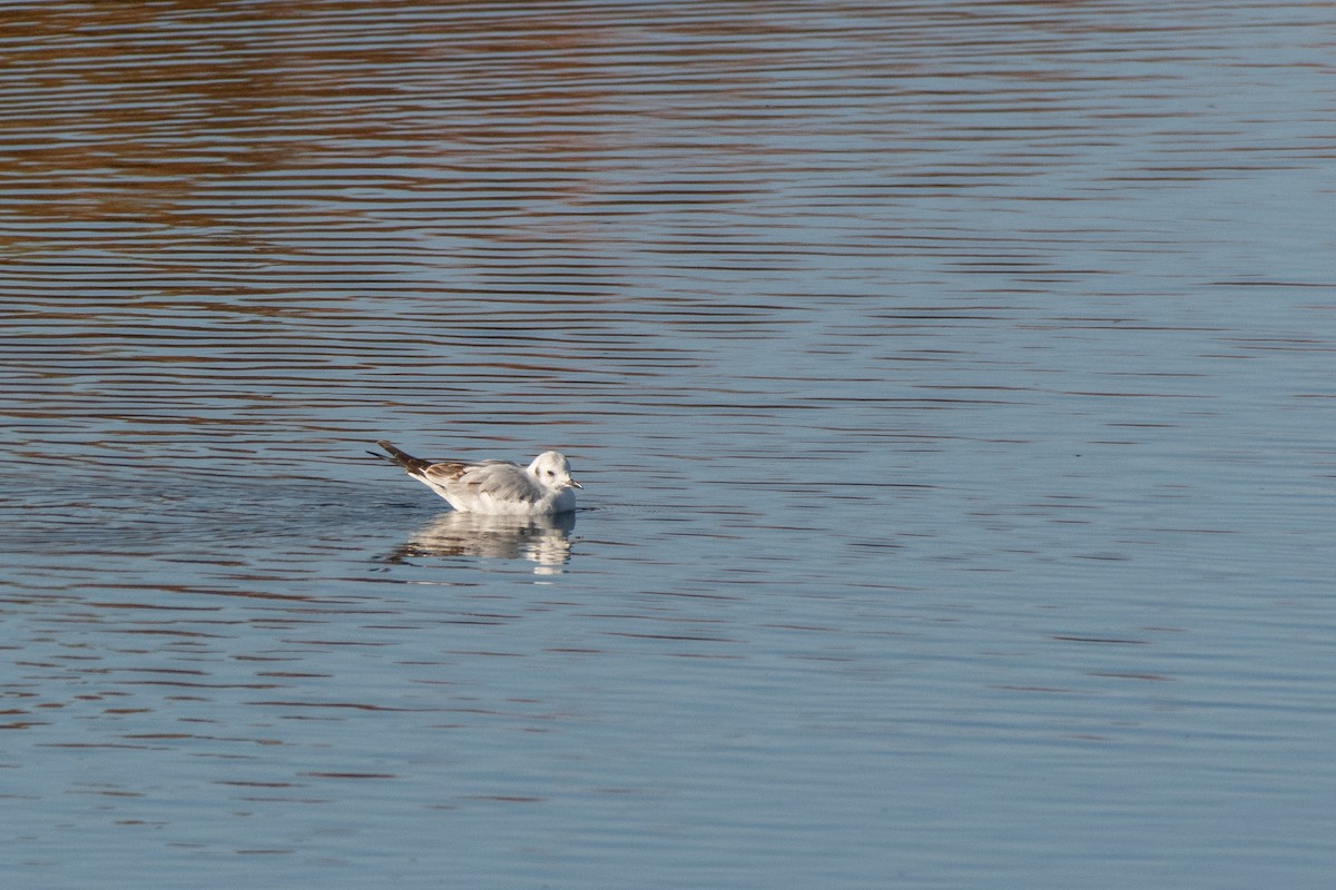 Bonaparte's Gull - ML435843041