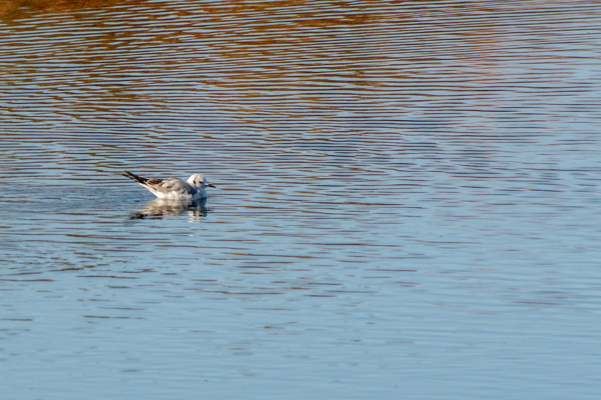 Bonaparte's Gull - ML435843151