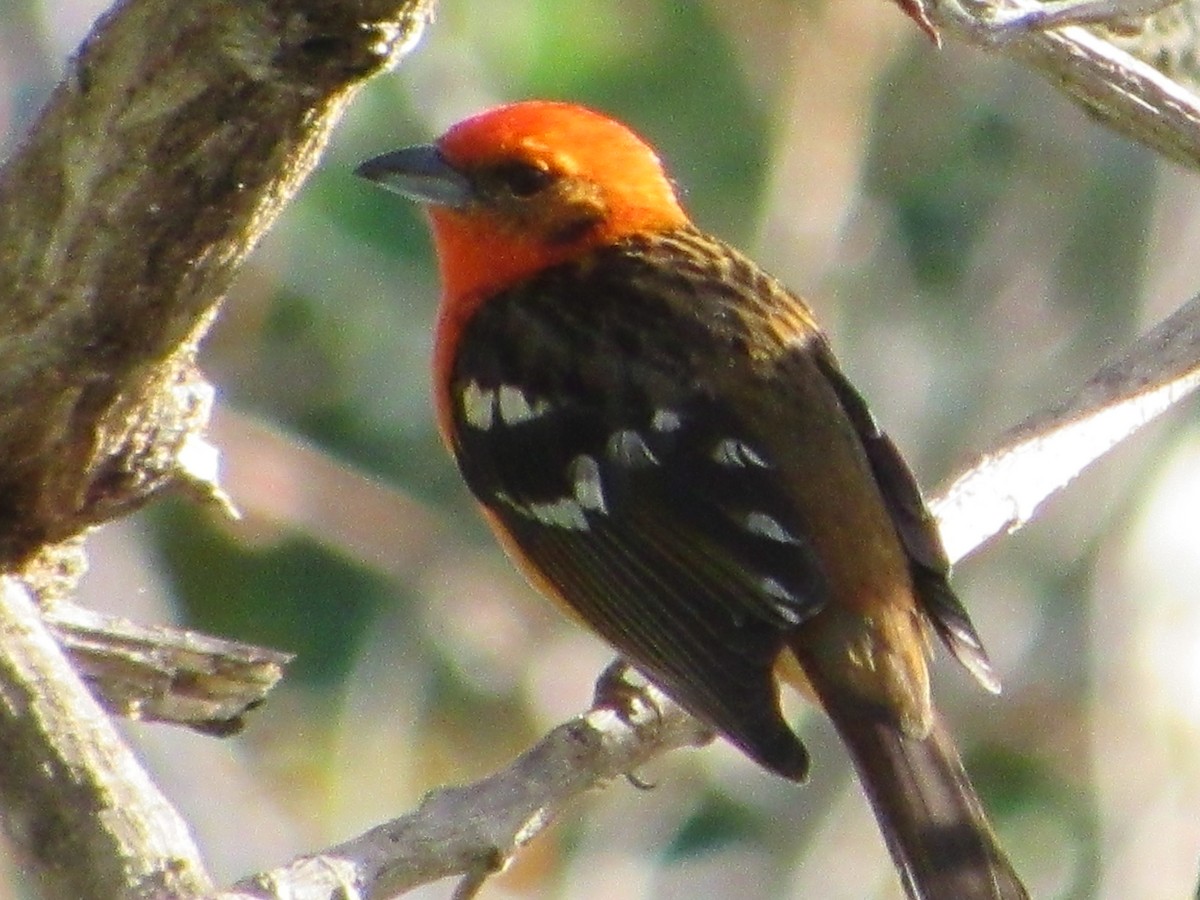 Flame-colored Tanager - ML435843191