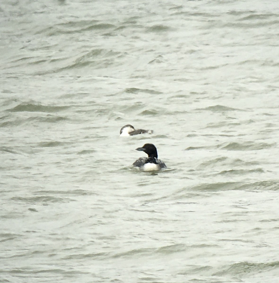 Red-throated Loon - Amy Kearns