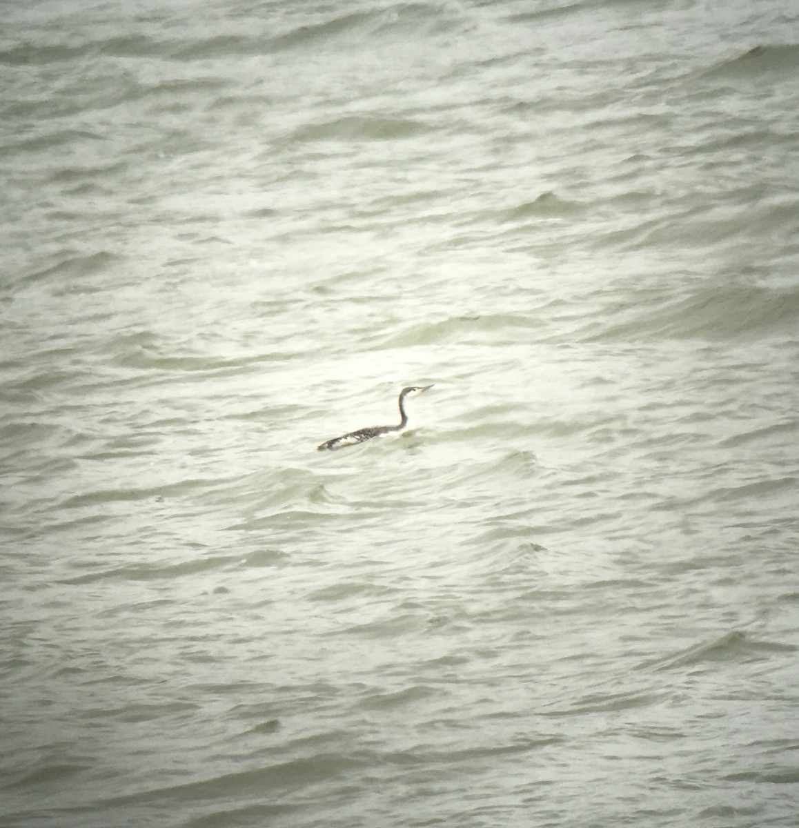 Red-throated Loon - ML435843441