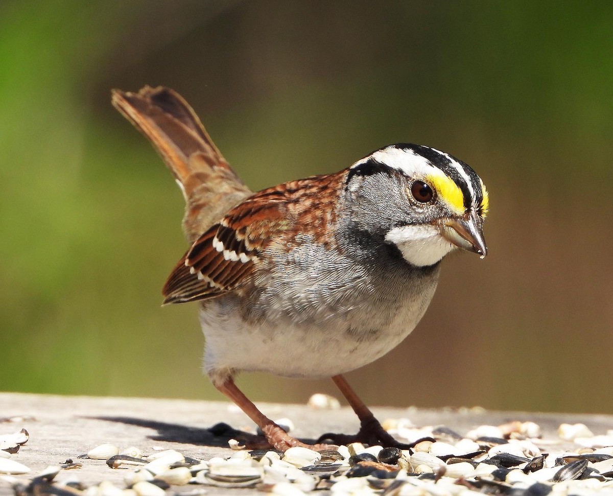 White-throated Sparrow - ML435845261